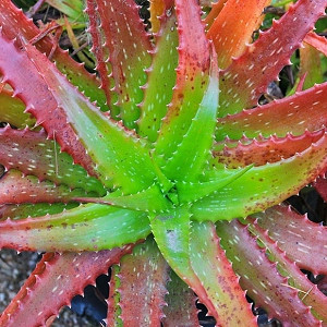 Aloe cameronii,Red Aloe, Crimson Aloe, Red succulent, Cameron's Ruwari Aloe
